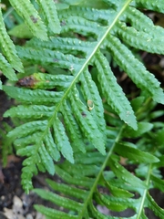 Polypodium glycyrrhiza
