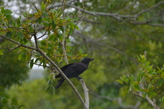 Corvus moneduloides