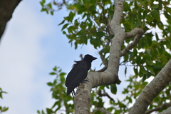 Corvus moneduloides