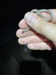 Tantilla hobartsmithi