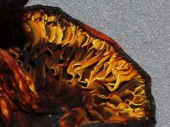 Gymnopilus chilensis