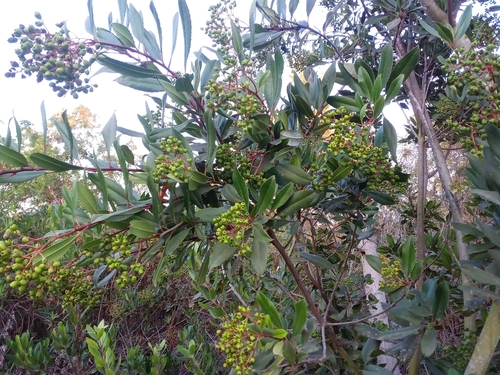 iNaturalist observation photo of Toyon