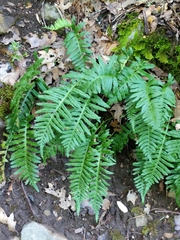 Polypodium glycyrrhiza