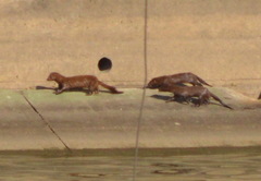 Neogale vison