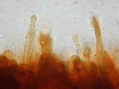 Gymnopilus chilensis