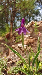 Roscoea