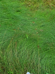 Juncus inflexus