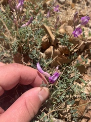 Astragalus zionis