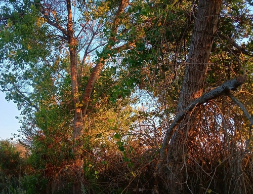 iNaturalist observation photo of Frémont Cottonwood