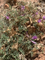 Astragalus zionis