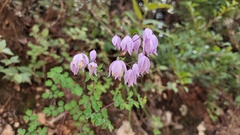 Thalictrum delavayi