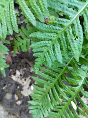 Polypodium glycyrrhiza