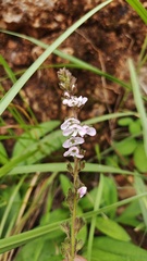 Veronica piroliformis