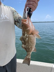 Epinephelus morio