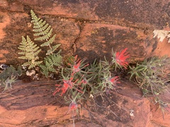 Castilleja scabrida
