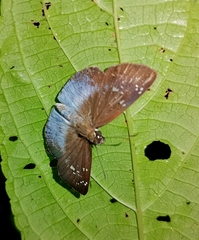 Pythonides grandis assecla