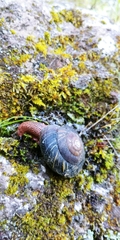 Monadenia infumata