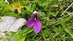 Roscoea schneideriana