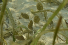 Halophila