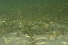 Thalassia