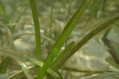 Thalassia