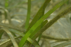 Thalassia