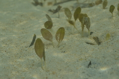 Halophila