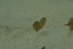 Halophila