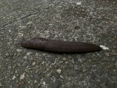 Limax maximus
