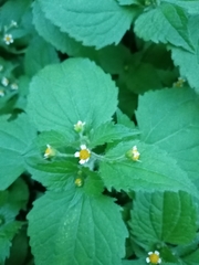 Galinsoga quadriradiata