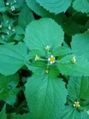 Galinsoga quadriradiata