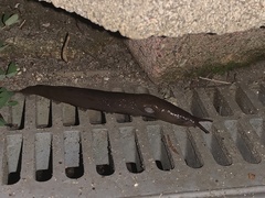Limacoidea