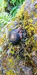Monadenia infumata