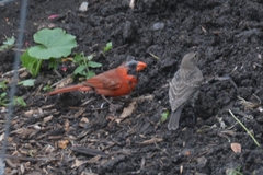 Cardinalis cardinalis