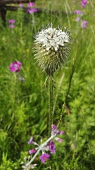 Dipsacus chinensis