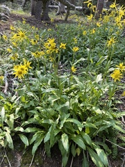 Senecio amplectens