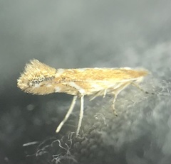 Cameraria conglomeratella