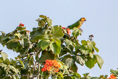 Eupsittula pertinax xanthogenia