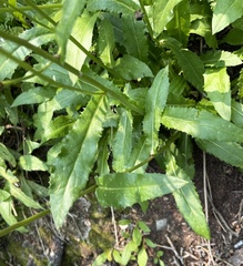 Senecio amplectens