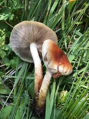 Pholiota lubrica