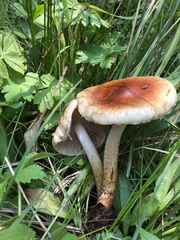 Pholiota lubrica