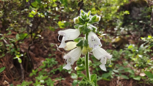 Foxglove Sage (Salvia digitaloides)