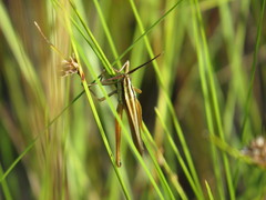 Mermiria intertexta