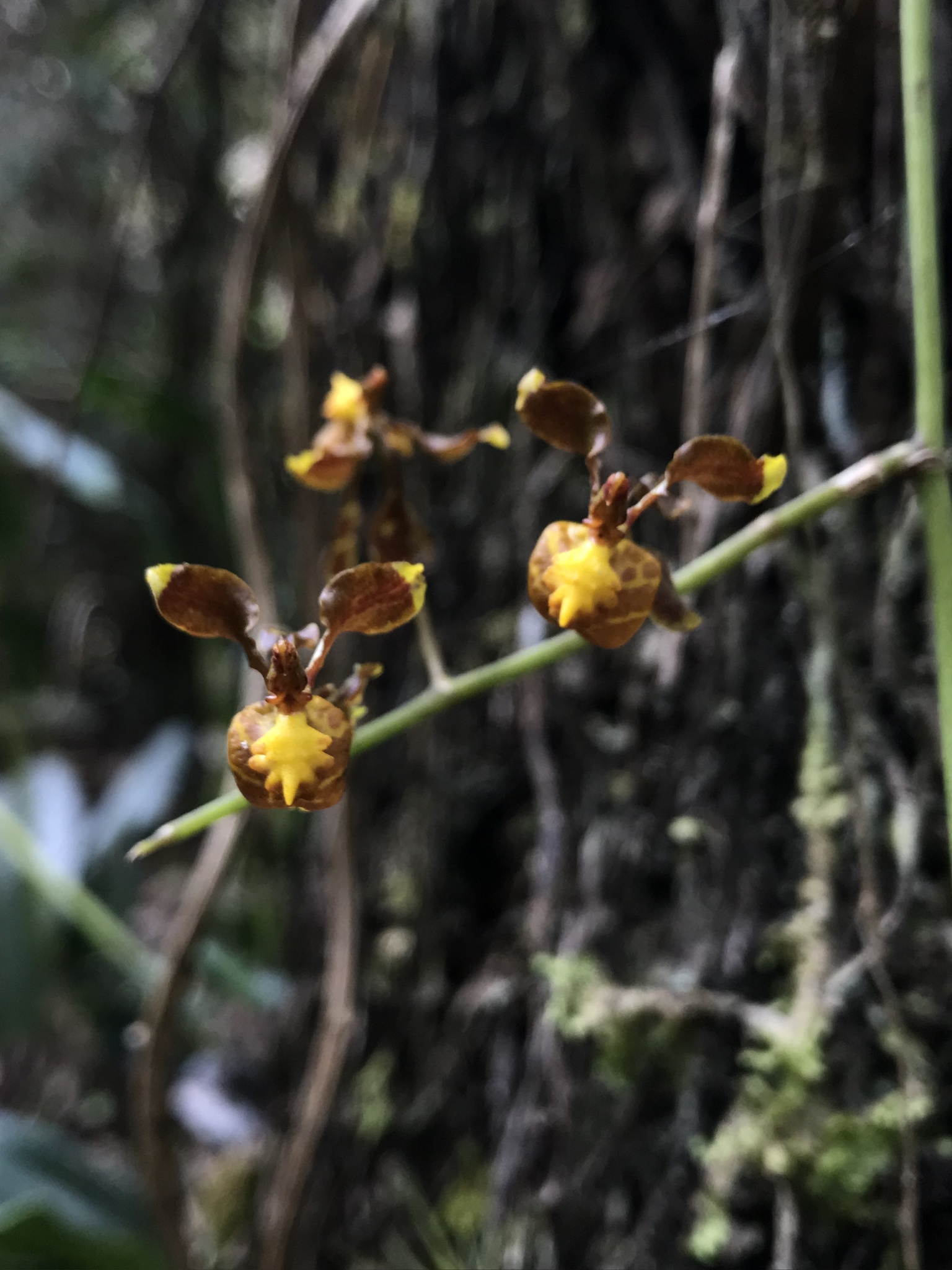 Cyrtochilum exasperatum (Linden & Rchb.f.) Kraenzl. 3
