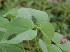 Agaeocera scintillans