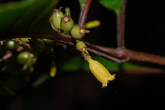 Hamelia axillaris