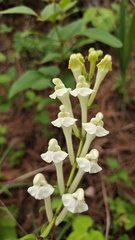 Scutellaria likiangensis