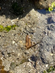 Leptoplanoidea