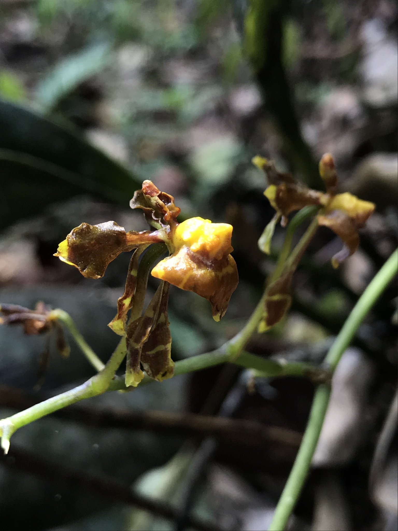 Cyrtochilum exasperatum (Linden & Rchb.f.) Kraenzl. 4