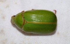 Xylonichus eucalypti